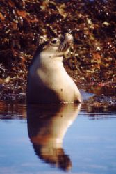 Australian Seal , Seal Bay - Kangaroo Island (South Austr... by Ralf Levc 
